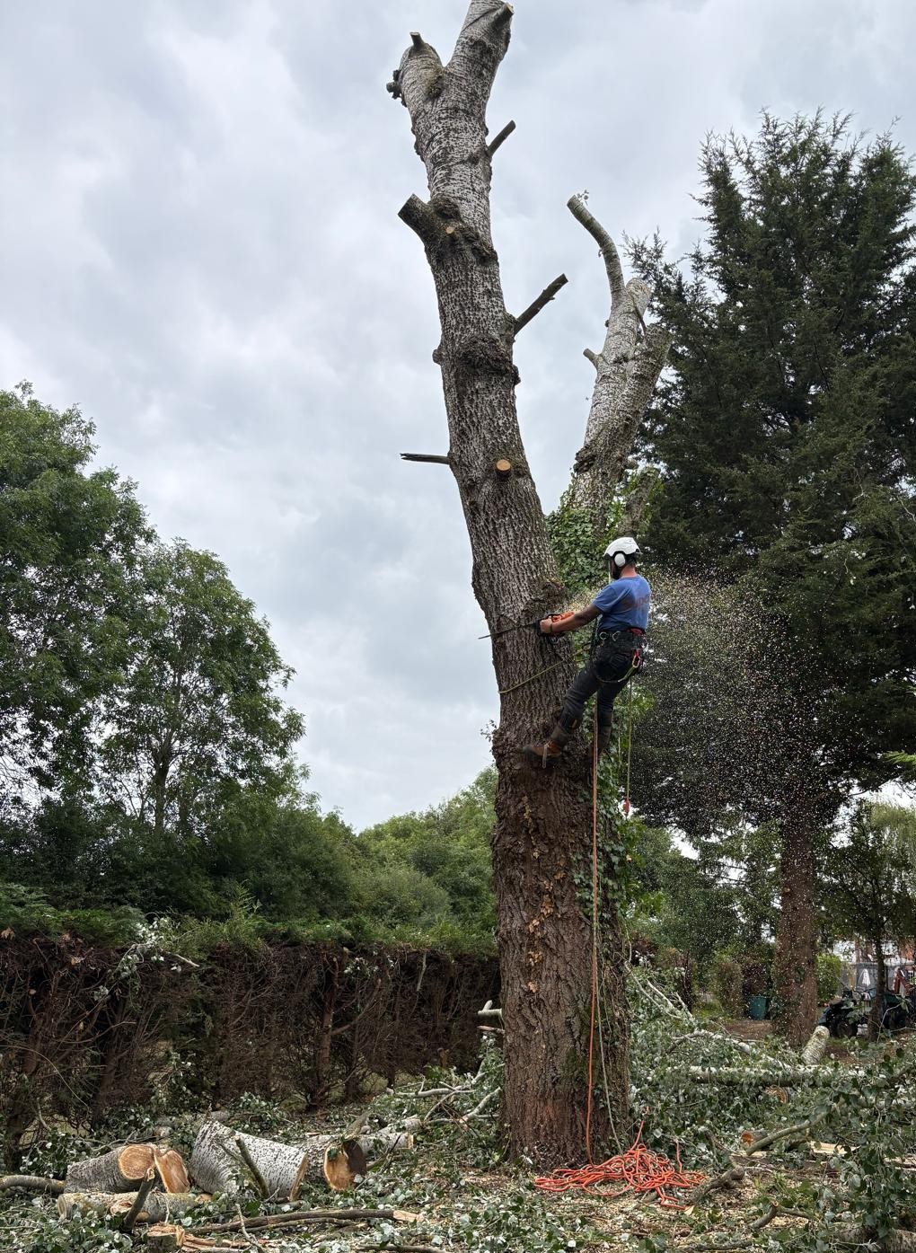 Mansons Tree Services Ltd