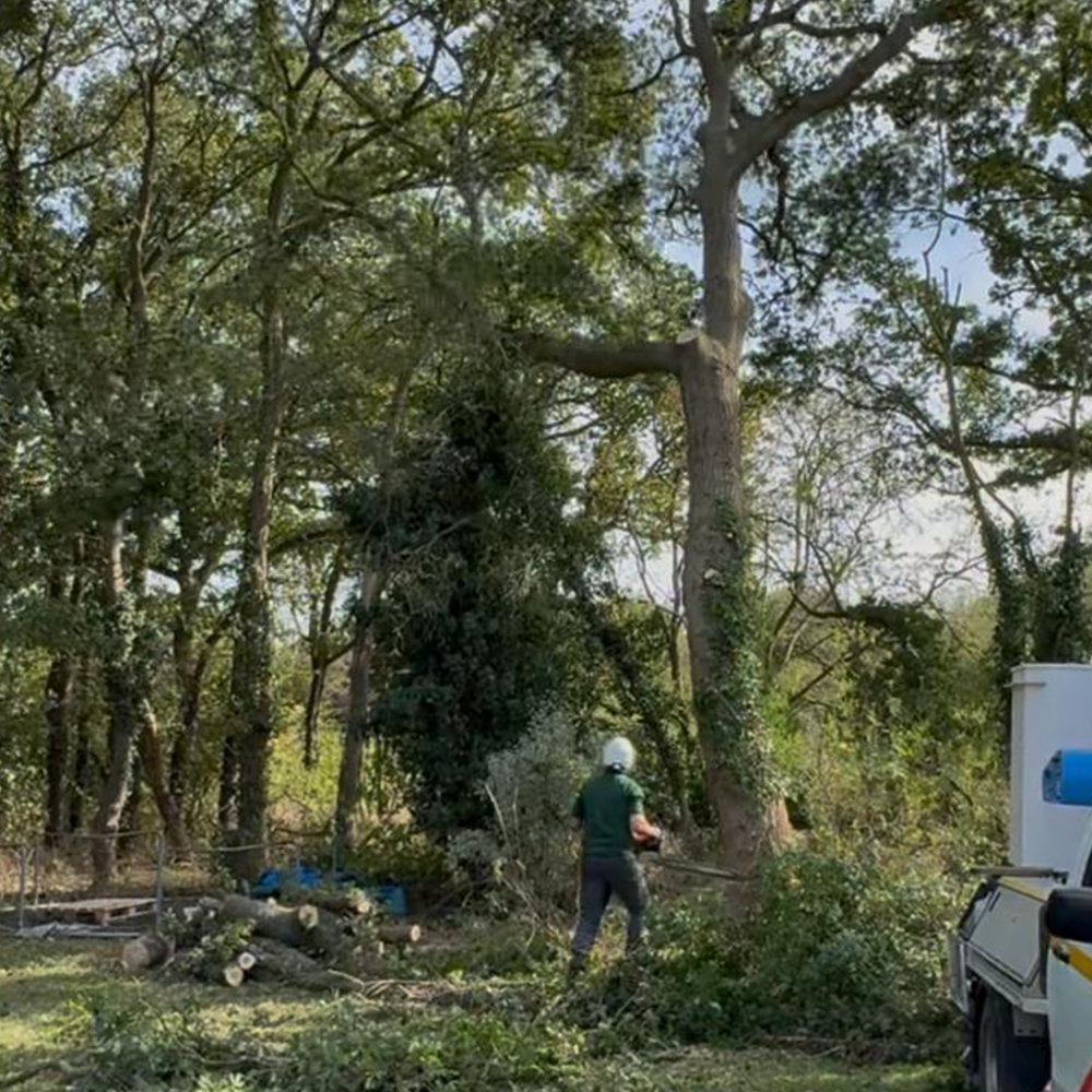 Mansons Tree Services Ltd