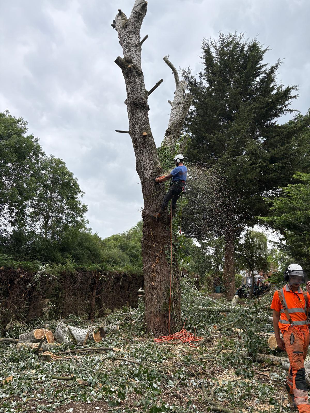 Mansons Tree Services Ltd