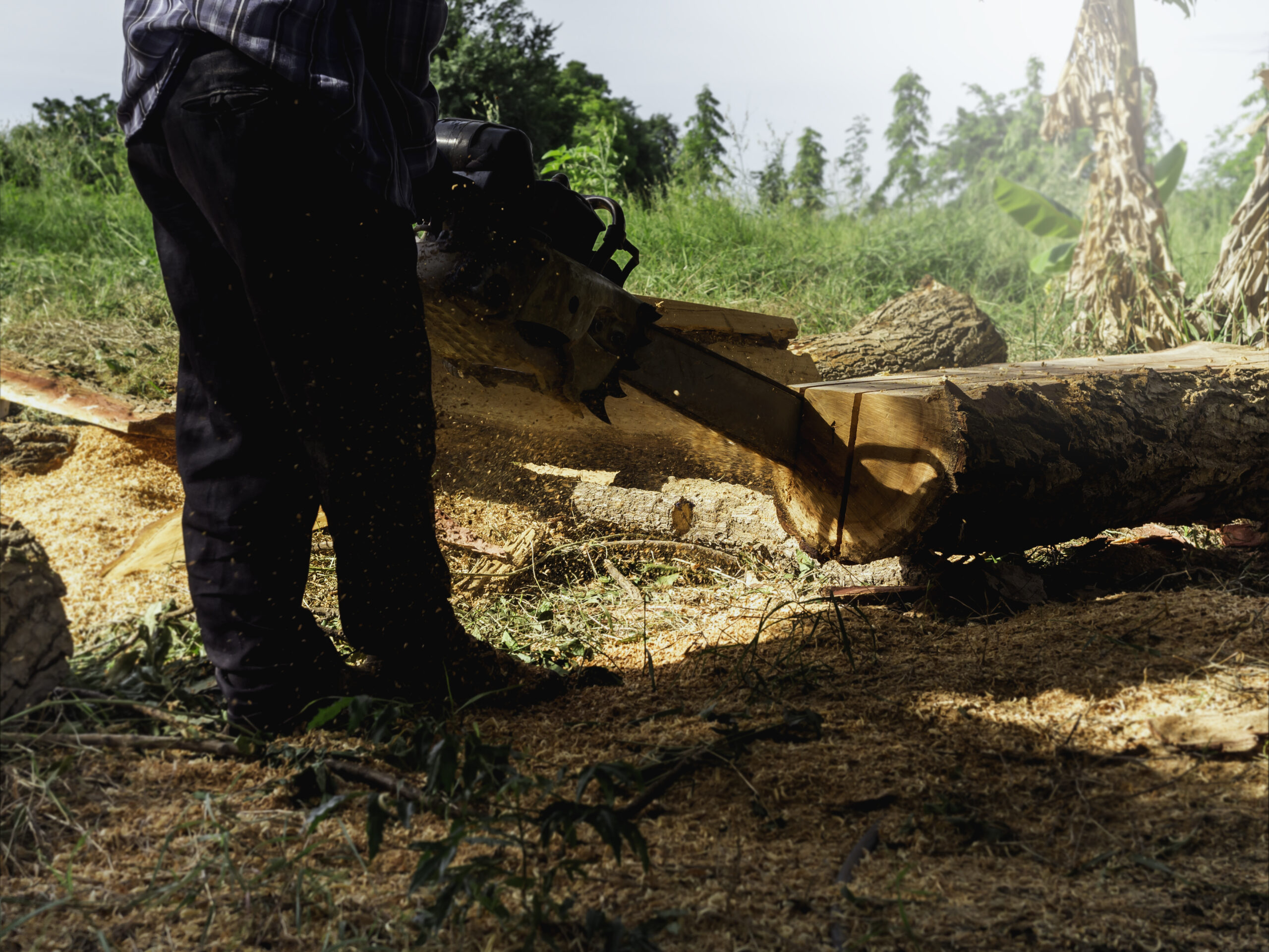 Mansons Tree Services Ltd