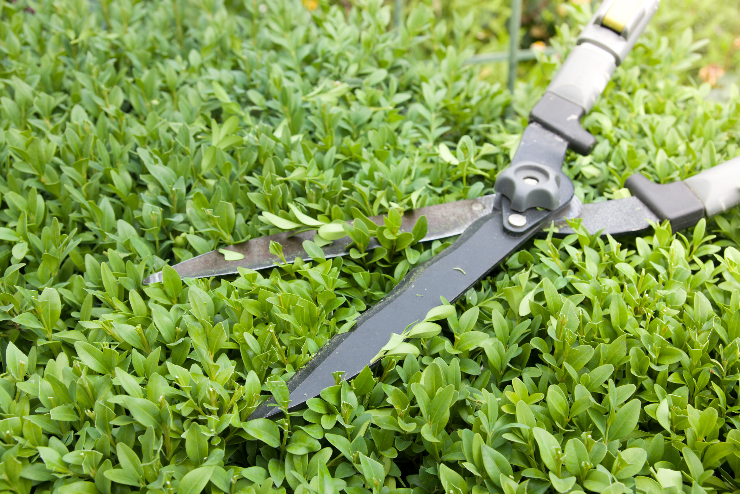 Mansons Tree Services Ltd