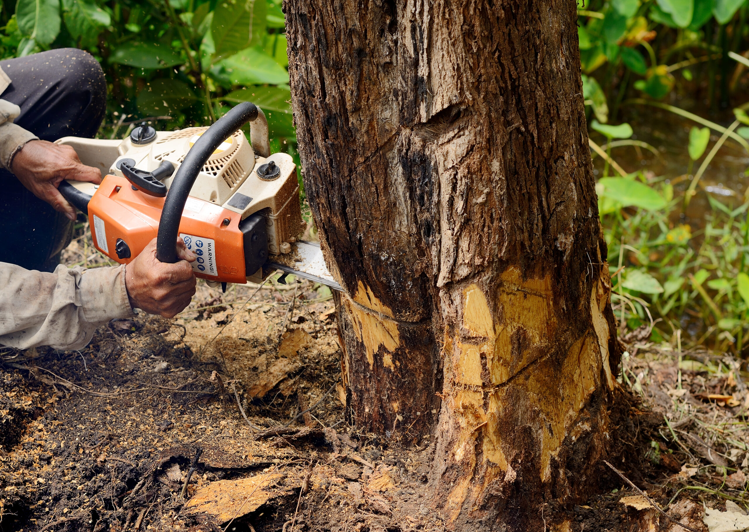 Mansons Tree Services Ltd