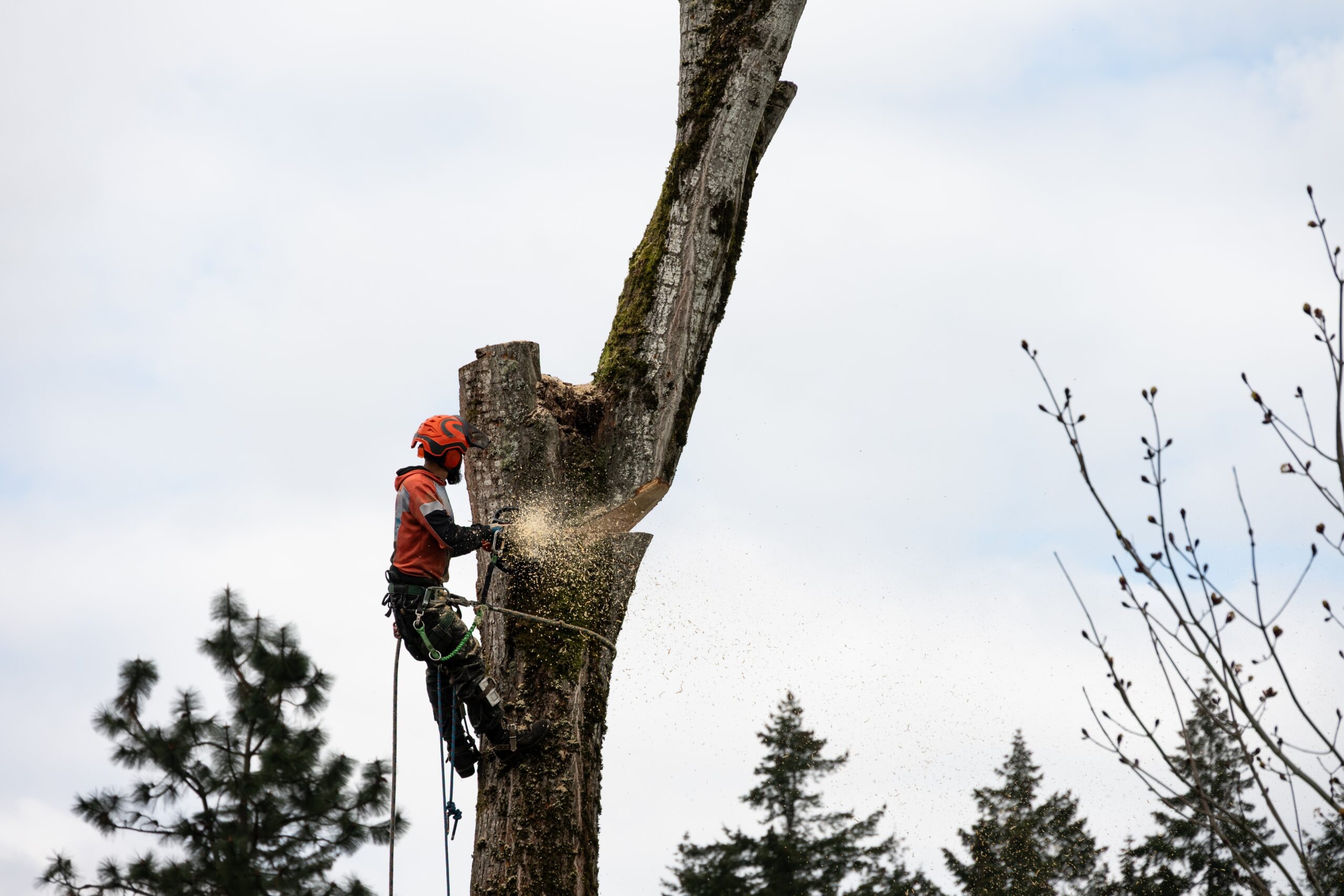 Mansons Tree Services Ltd