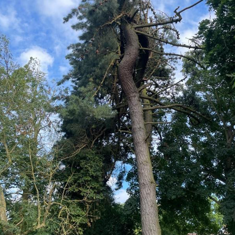 Mansons Tree Services Ltd