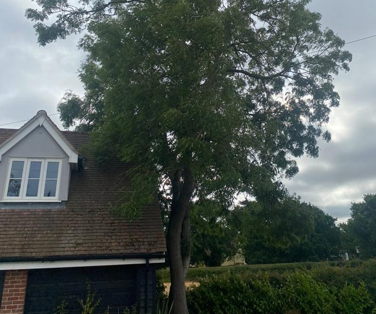 Mansons Tree Services Ltd