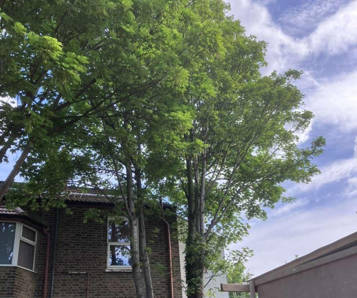 Mansons Tree Services Ltd