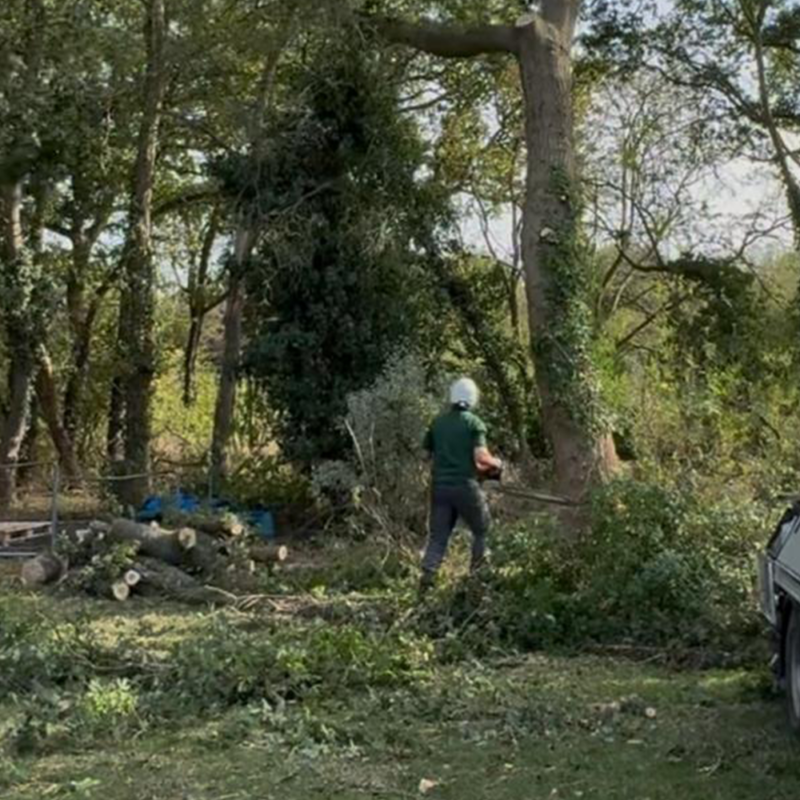 Mansons Tree Services Ltd