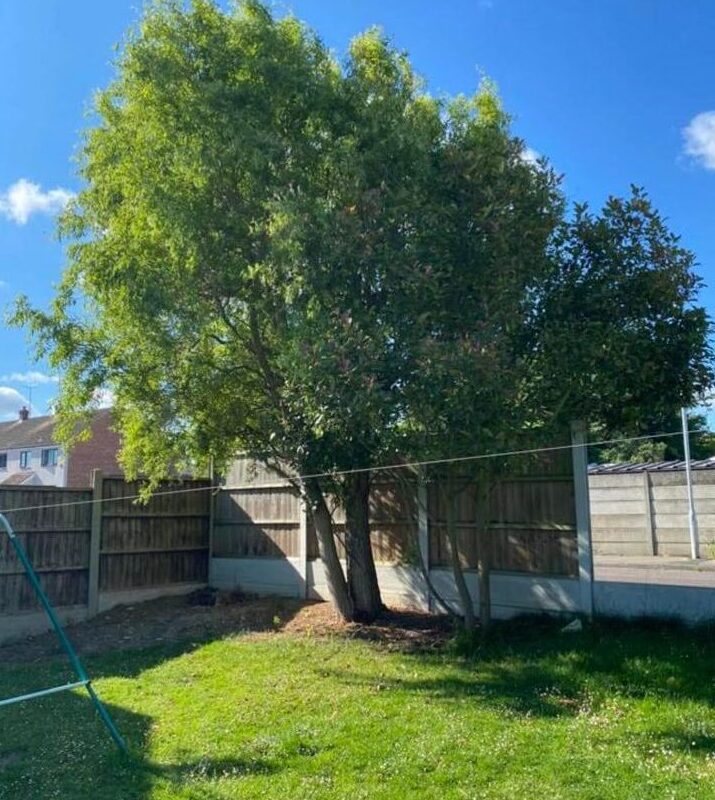 Mansons Tree Services Ltd