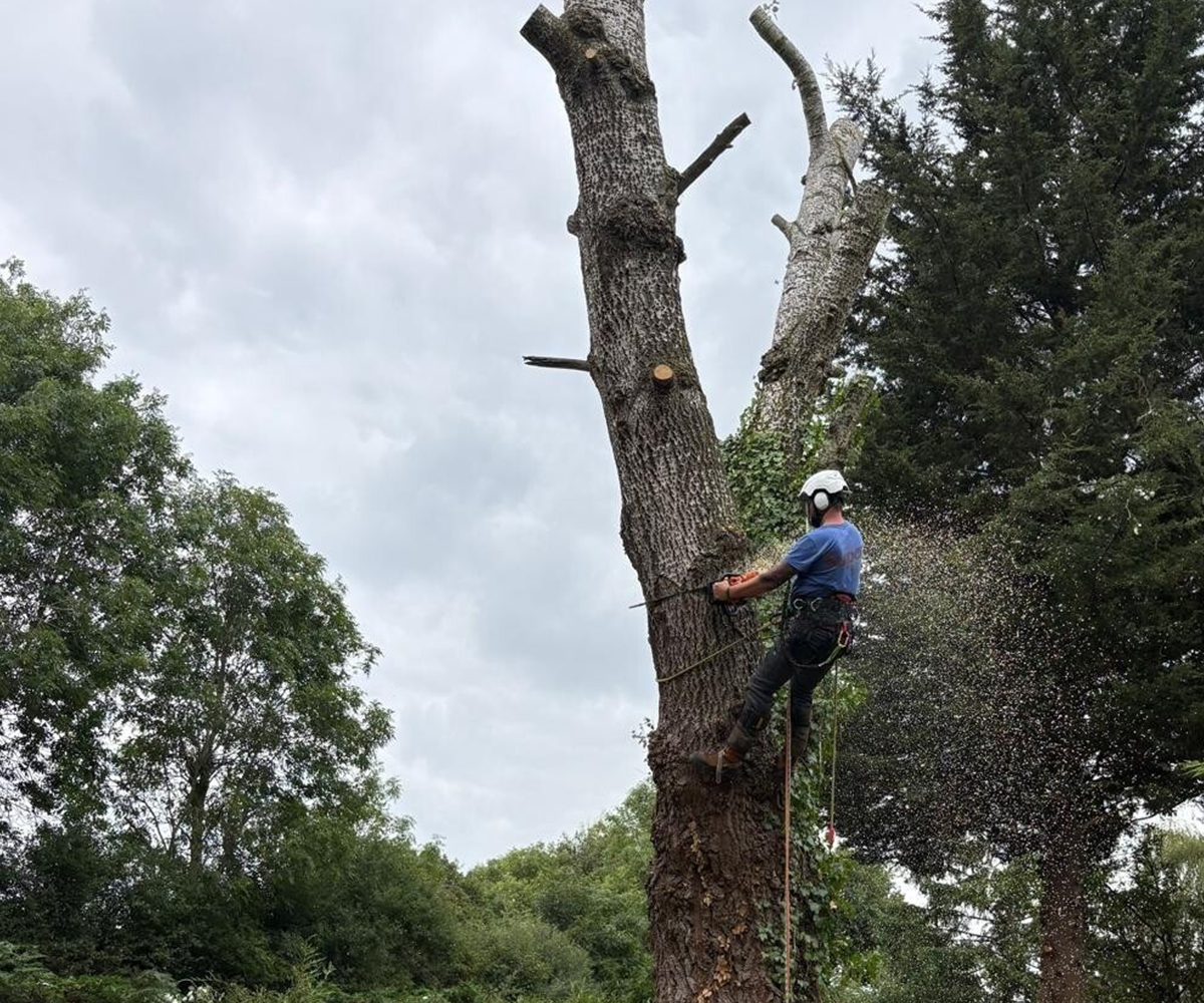Mansons Tree Services Ltd