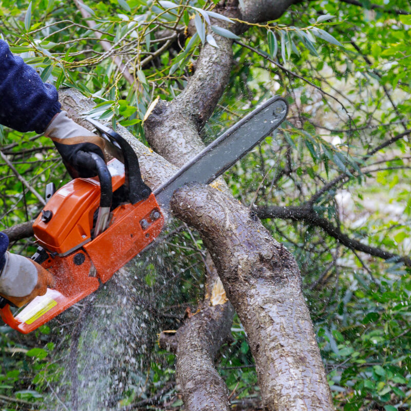 Mansons Tree Services Ltd