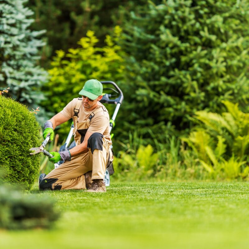 Mansons Tree Services Ltd