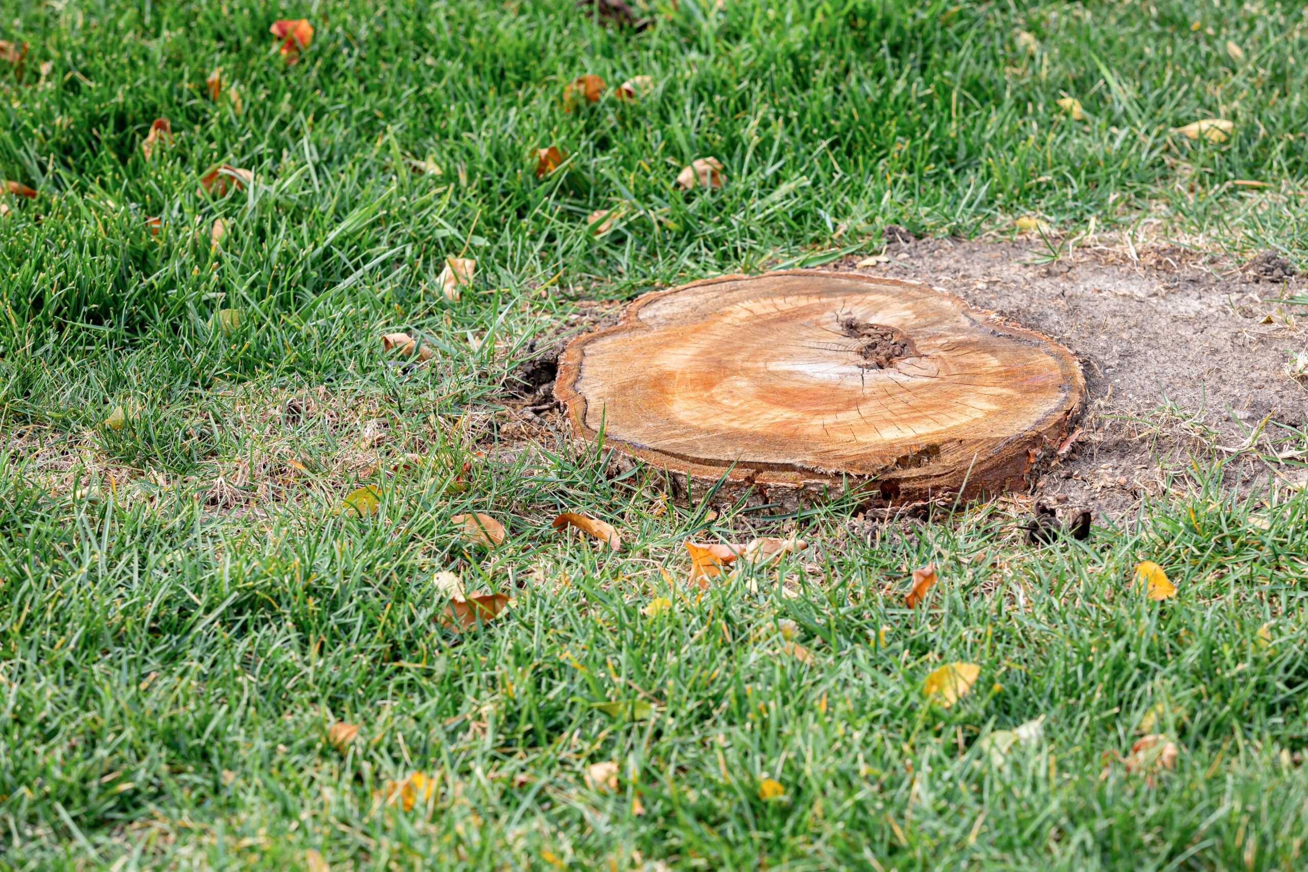 Mansons Tree Services Ltd