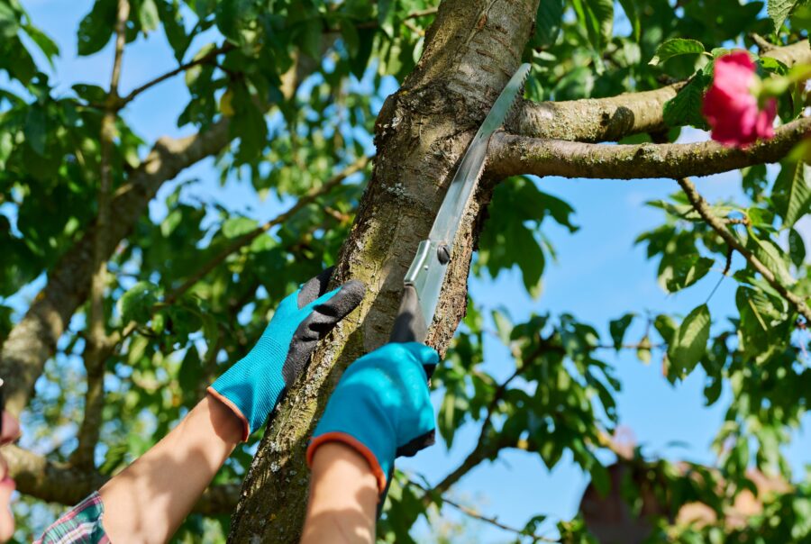 Mansons Tree Services Ltd