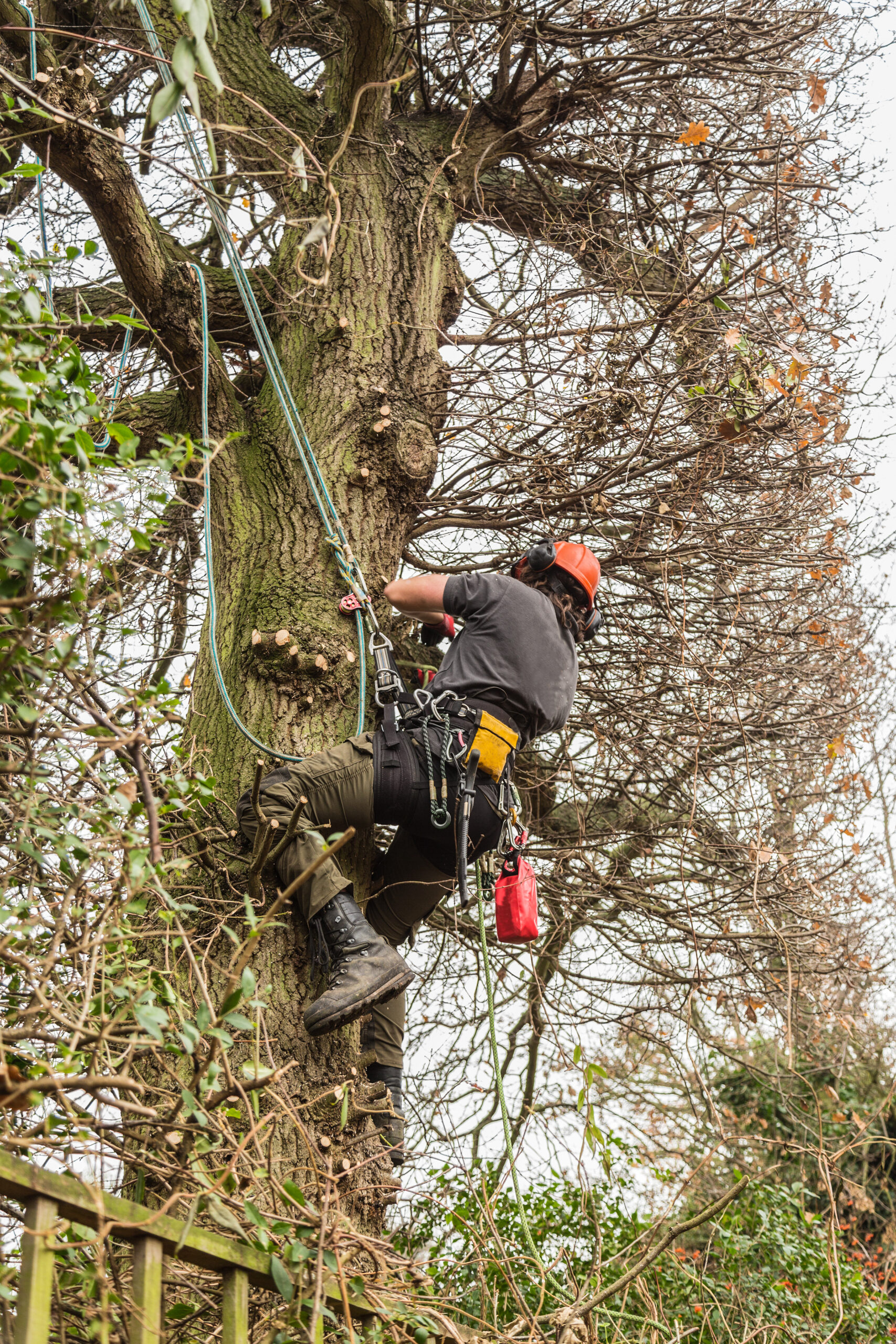 Mansons Tree Services Ltd